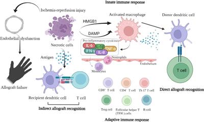 Improving the ischemia-reperfusion injury in vascularized composite allotransplantation: Clinical experience and experimental implications